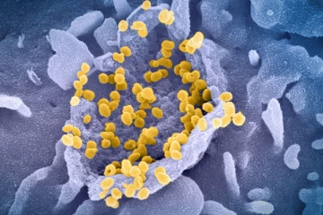 புதிய லம்ப்டா மாறுபாடு தொடர்பில் சுகாதார அமைச்சு விடுத்துள்ள எச்சரிக்கை!