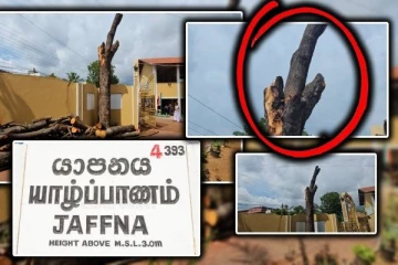 யாழ். பாடசாலையில் உள்ள பழமையான மரத்தை வெட்ட முயற்சி - மக்கள் கடும் எதிர்ப்பு