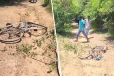 யானை தாக்குதலுக்கு உள்ளானவர் வைத்தியசாலையில்....