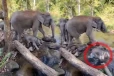 Viral Video: அம்மாவுடன் தண்ணீருக்குள் இறங்கிய குட்டியானை... பின்பு செய்த காரியத்தைப் பாருங்க