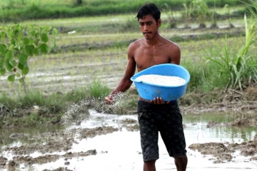 ගොවීන් ලොකු අමාරුවක දරුණු පොහොර හිඟයක්