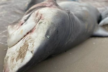 யாழ் பருத்தித்துறை கடலில் மீனவரின் வலையில் 14 சுறா மீன்கள்