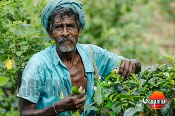 යෝජිත ස්වැට් බද්ද නිසා තේ කර්මාන්තයට වෙන්න යන විනාශය