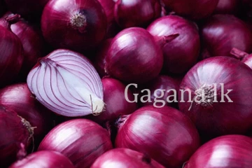 ලොකු ළූණු මිලෙහි විශාල වෙනසක්. - කිලෝවක මිල කීයද කියලා දන්නවද?