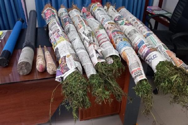 கஞ்சா வளர்த்த காவல்துறை உத்தியோகத்தர் சிக்கினார் | Moneragala Ssp Arrested With Ganja Plants