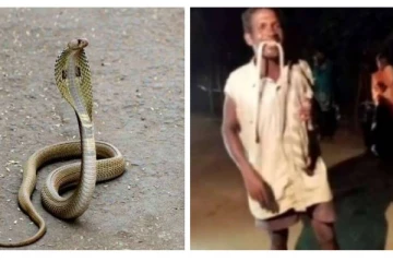 தன்னை கடித்த விஷப்பாம்பை தேடிப் பிடித்து விவசாயி செய்த பயங்கர செயல்! அதிர்ந்து போன கிராமமக்கள்: வெளியான வீடியோ