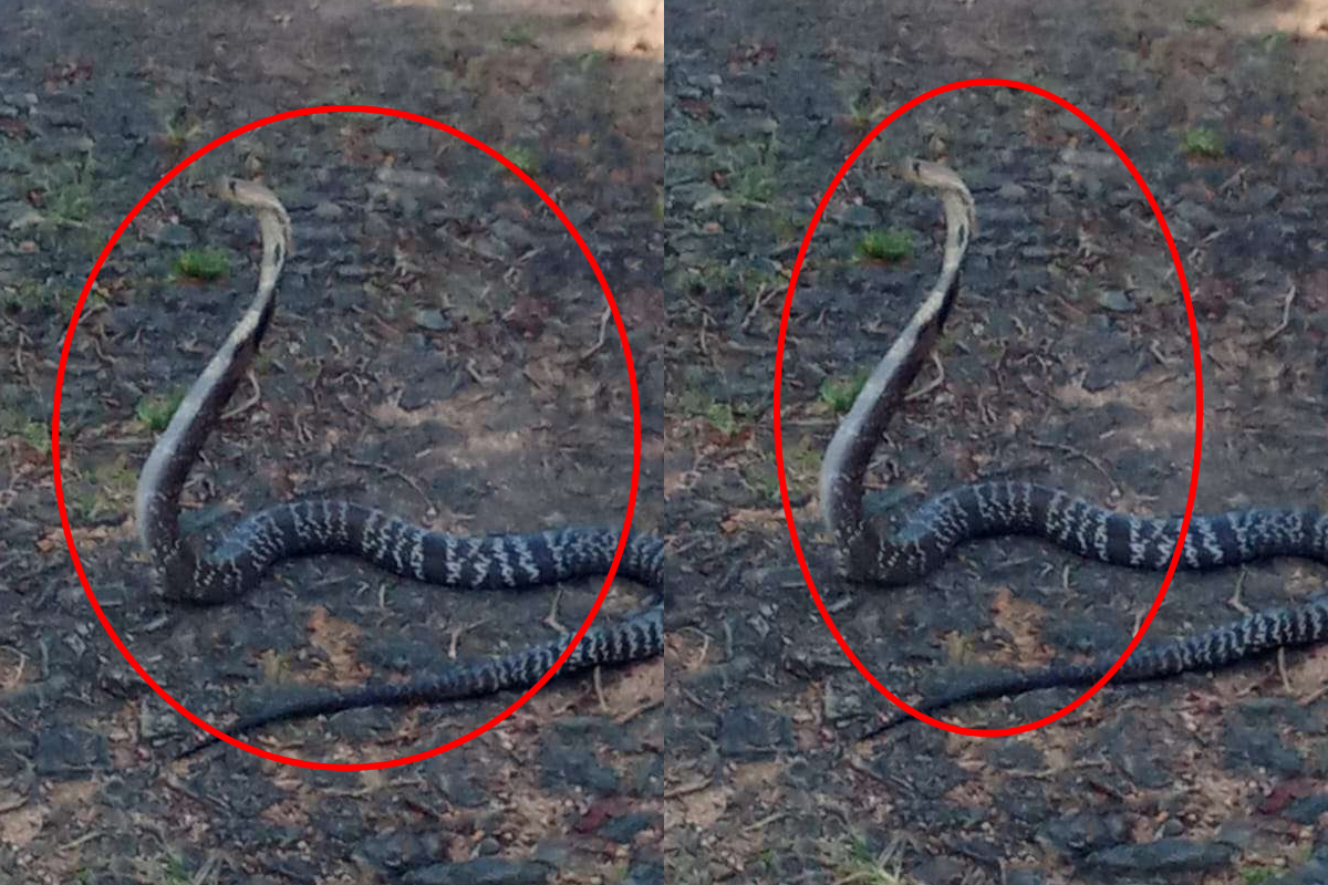 இலங்கையில் 6 அடி நீள நாகப்பாம்பு; அச்சத்தில் உறைந்த பிரதேசவாசிகள் | Long Cobra In Nuwara Eliya Agarapathana