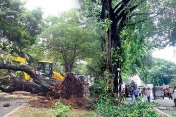 ஆபத்தில் இருக்கும் மரங்களுக்கு உரிமையாளர்களே பொறுப்பு: மேற்கொள்ளப்படவுள்ள சட்ட நடவடிக்கை