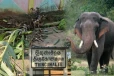 மூதூரில் அதிகரிக்கும் காட்டு யானைகளின் அட்டகாசம்