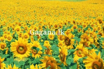 සූරියකාන්ත මල් මිලියන 1.5ක් වගා කරලා බිරිඳට අමුතුම සප්‍රයිස් එකක් දුන්න ආදරණීය සැමියෙක්.