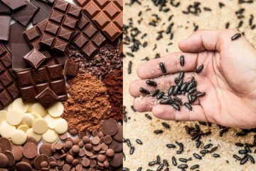 சாக்லேட்டைக் குறைத்துவிட்டு அதற்கு பதிலாக பூச்சிகளை சாப்பிடச் சொல்லும் சுவிட்சர்லாந்து