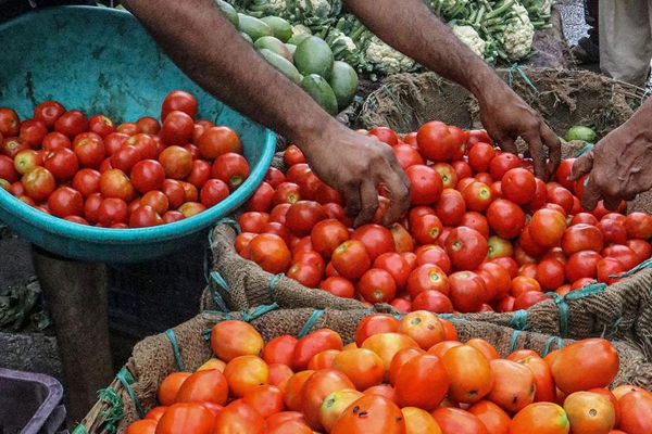 ஒரே நாளில் 38 லட்ச ரூபாய் வருமானம் - தக்காளி விற்ற விவசாயிக்கு அடித்த அதிர்ஷ்டம் | Tomato Price In India Today All Sale Price ஒரே நாளில் 38 லட்ச ரூபாய் வருமானம் - தக்காளி விற்ற விவசாயிக்கு அடித்த அதிர்ஷ்டம் | Tomato Price In India Today All Sale Price