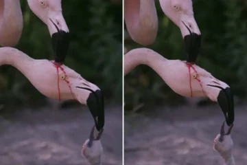 ரத்தத்தை பாலாக கொடுக்கும் பறவை! மனதை கனக்க செய்யும் காட்சி