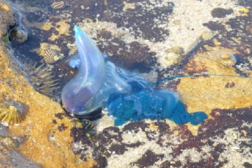 මහ සයුරේ පාවෙන භීතිකාව බ්ලූ බොට්ල්.....