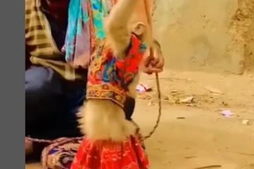 குட்டை பாவடை, ஜாக்கெட் போட்டு நடனமாடிய குரங்கு - வைரலாகும் வீடியோ