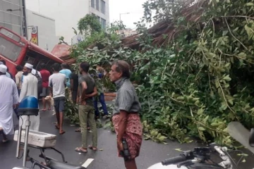 கொழும்பில் இன்று ஐவரின் உயிரை பலியெடுத்த மரம் தொடர்பான தகவல்