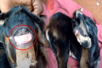 விசித்திரமான கண்களுடன் இலங்கையில் பிறந்த ஆட்டுக்குட்டி!