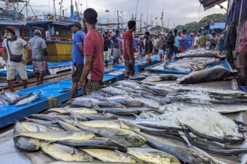 மீன்களின் விலை சடுதியாக அதிகரிப்பு