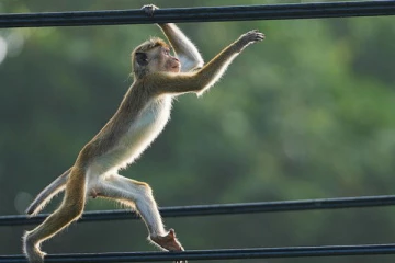 குரங்குகளை பிடித்து தனித்தீவில் விடுவதற்கு அரசாங்கம் தீர்மானம்