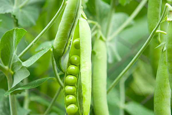 குளிர்காலத்தில் பச்சை பட்டாணி உட்கொள்ளலாமா! | Can You Eat A Year Old Plant