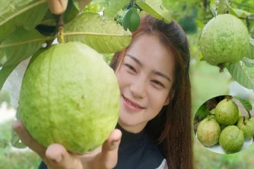 தினமும் ஒரு கொய்யா பழம் சாப்பிடுவதால் என்னென்ன நன்மை கிடைக்கும் தெரியுமா?