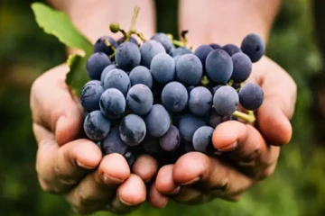 தினமும் ஒரு கையளவு கருப்பு திராட்சை சாப்பிடுங்க! இந்த நன்மைகள் உங்களை வந்து சேரும்