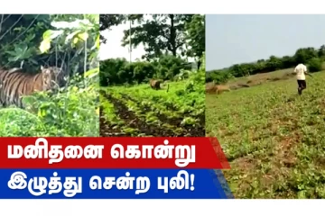 மனிதனைக் கொன்று இழுத்துச் சென்ற புலி - அதிர்ச்சி சம்பவம்!