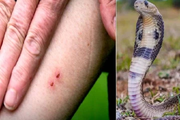 பாம்பு கடித்த சிறுவனை ஆற்றில் மிதக்கவிட்ட குடும்பம் ; வைரலாகும் காணொளி