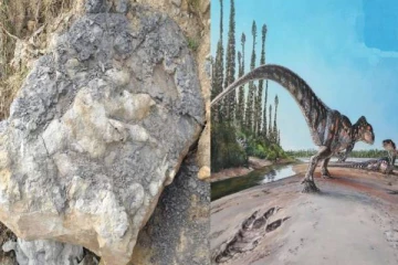 பிரித்தானியாவில் கண்டுபிடிக்கப்பட்ட டைனோசர் கால்தடம்!