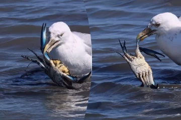 Viral Video: நண்டை உணவாக்க இவ்வளவு போராட்டமா? பறவையின் ரசிக்க வைக்கும் விடாமுயற்சி