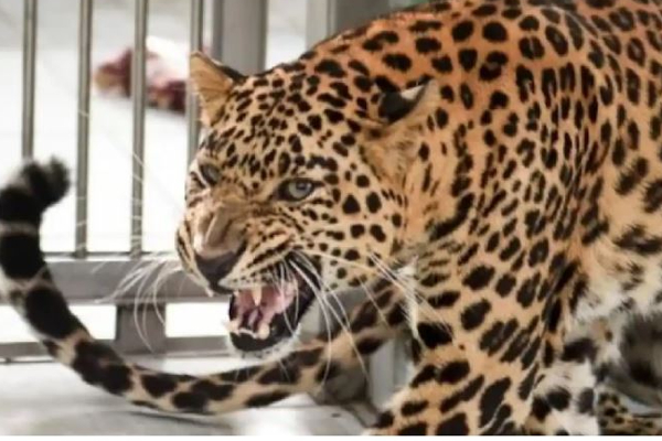 சிறுத்தையுடன் ஒரே அறையில் சிக்கிக்கொண்ட சிறுமி - 2 மணிநேர போராட்டத்திற்கு பின் உயிர்ப்பிழைத்த திடுக்கிடும் சம்பவம் - தமிழ்நாடு