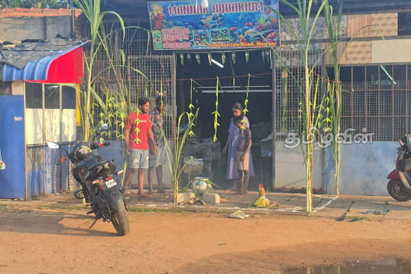 நாடளாவிய ரீதியில் சிறப்பாகக் கொண்டாடப்பட்ட பொங்கல் திருநாள் | Thai Pongal Festival In Sri Lanka