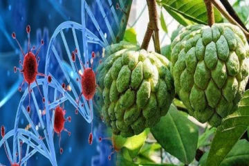 சீதாப்பழம் புற்றுநோயை கட்டுப்படுத்துமா? முழுசா தெரிஞ்சிக்கோங்க