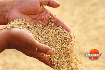 වී අලෙවි මණ්ඩලය සතුව ඇති වී තොග සහල් කර වෙළෙඳපොළට මුදා හරින්න අනුමැතිය