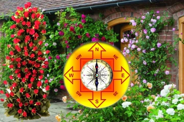 வீட்டில் ரோஜா செடி இருக்கா? அப்போ கண்டிப்பாக தெரிந்துக் கொள்ள வேண்டிய வாஸ்து டிப்ஸ்