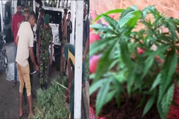 பசுமை தோட்டத்திற்குள் கஞ்சாவை பயிரிட்ட நபர் கைது