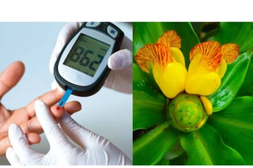 சர்க்கரை நோயை கட்டுப்படுத்த இந்த செடி போதும்..பெயர் தெரிஞ்சா ஷாக் ஆகிருவீங்க- ஏன் தெரியுமா?