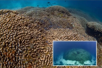 300 முதல் 500 ஆண்டுகள் பழமை! உலகின் மிகப்பெரிய பவளப்பாறை கண்டுபிடிப்பு