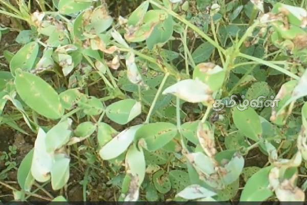 அறுவடைக்குத் தயாரான கடலைச் செய்கையில் நோய் தாக்கம்! விவசாயிகள் கவலை | Disease Outbreaks During Harvesting Of Seaweed