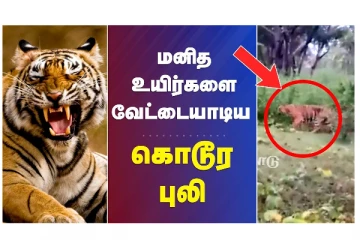 மனித உயிர்களை வேட்டையாடிய கொடூர புலி - வீடியோ செய்தி