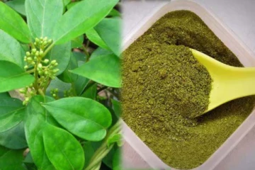 நீரிழிவு நோய்க்கு நிரந்தர தீர்வு அளிக்கும் ஒரே மூலிகை பொடி! எவ்வாறு பயன்படுத்தலாம்?