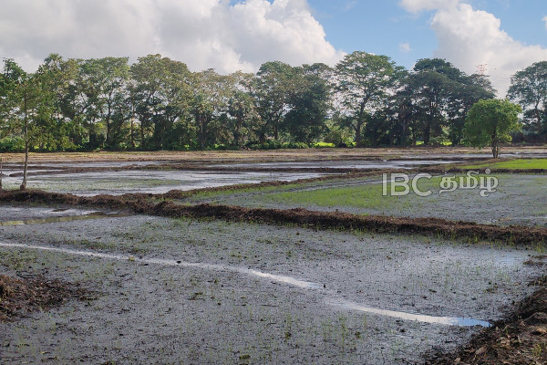 வெள்ளத்தில் மூழ்கிய நெல் வயல்கள் : விவசாயிகளின் வாழ்வாதாரம் கேள்விக்குறி! | Flooded Paddy Fields In Vavuniya Lost To Farmers வெள்ளத்தில் மூழ்கிய நெல் வயல்கள் : விவசாயிகளின் வாழ்வாதாரம் கேள்விக்குறி! | Flooded Paddy Fields In Vavuniya Lost To Farmers