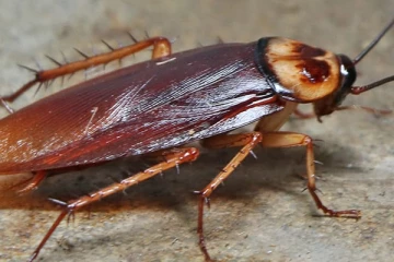 கரப்பான் பூச்சி தலையில்லாமல் பத்து நாட்கள் வாழும் என்பது உண்மையா?