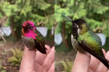 நொடியில் நிறமாறும் பறவை! இயற்கையில் அதிசய பேரழகைக் காண ஒன்றல்ல, கோடி கண்கள் வேண்டும்