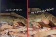 Boa Constrictor பாம்பு குட்டிகளை பிரசவிக்கும் நேரடி காட்சி! வைரலாகும் காணொளி