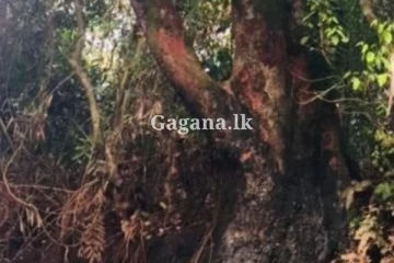 වළ දැම්ම පඬුකරඳ ගස නැවත ගොඩගෙන සිටවයි.