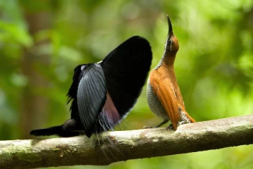 பெண் பறவையை கவர நடனம் ஆடிய ஆண்பறவைக்கு ஏமாற்றம்