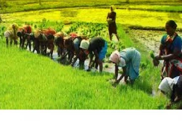 கொரோனா காலத்தில் பயிர் சாகுபடியில் சாதனைப்படைத்த விவசாயிகள்