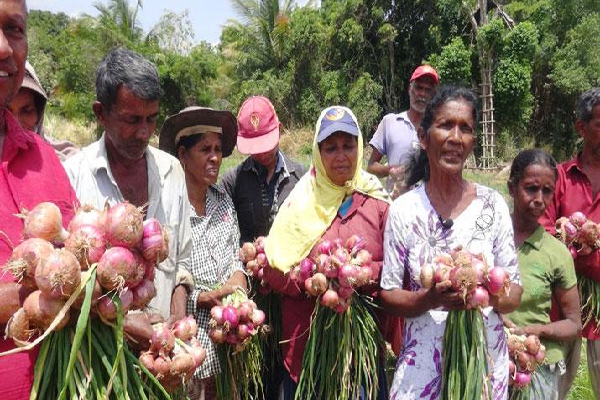 வெங்காய விவசாயிகள் அரசிடம் விடுத்துள்ள கோரிக்கை | Harvesting Of Big Onions Asking Rs 250 Per Kilo