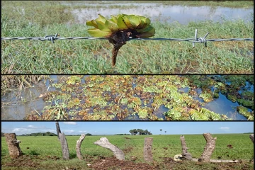 நந்திக்கடலில் பெரியளவிலான தாக்கத்தினை ஏற்படுத்தும் களைகள்